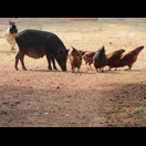 Friedliche Koexistenz, nicht nur unter den Menschen